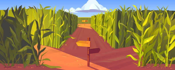 Cornfield with wooden road pointers plant stems Cornfield with wooden road pointers and high green plant stems. Choice of way concept. Landscape with signposts pointing on paths fork. Labyrinth, maze, choosing direction, Cartoon vector illustration corn field stock illustrations
