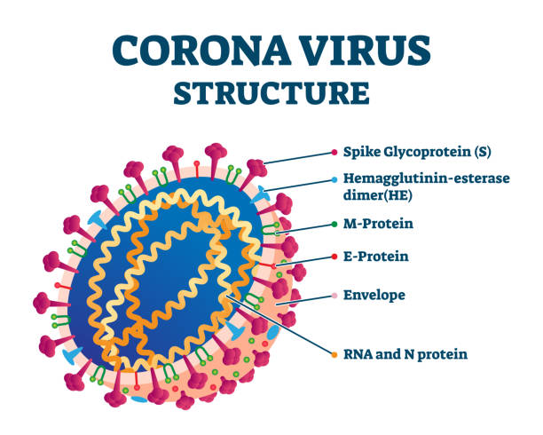 Corona virus biological structure, labeled vector illustration diagram Corona virus biological structure, labeled vector illustration diagram. Virology science and COVID-19 cross section magnification scheme drawing. Dangerous bacteria outbreak epidemy, educational info. labeling illustrations stock illustrations