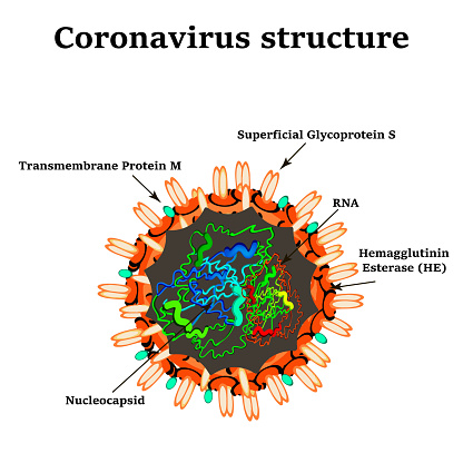 Coronavirus The Structure Of The Chinese Coronavirus Influenza Virus ...