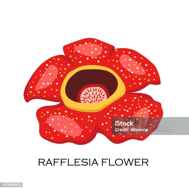 9+ Gambar Bunga Raflesia Png - Arka Gambar