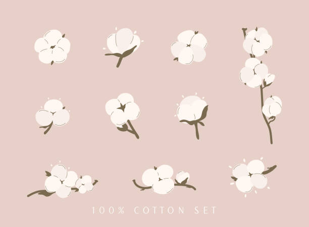 Cotton flower & ball big set. Concept of of natural eco organic textile, fabric. Cotton flower & ball big set. Concept of of natural eco organic textile, fabric. cotton stock illustrations