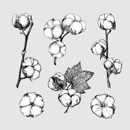 Set of different branches and cotton flowers isolated on a grey background. Black and white sketch. Floral composition. Vintage vector botanical illustration. Natural organic and eco concepts