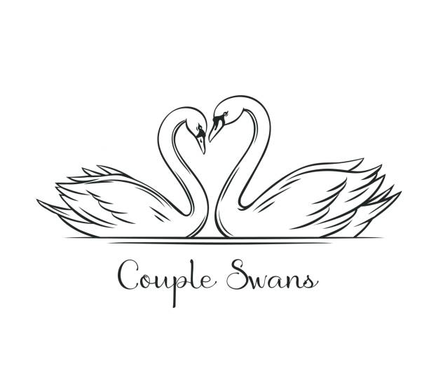 Couple swans outline. Couple swans outline. Couple of romantic birds for wedding invitation design. Vector illustration, isolated on white. swan stock illustrations