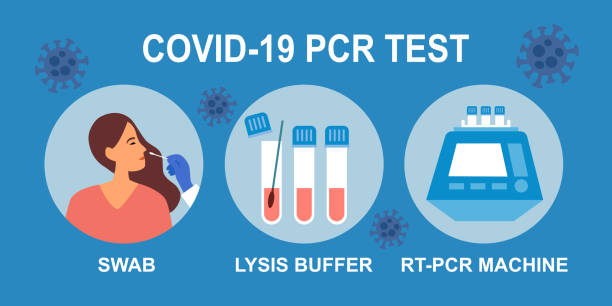 pcr covid19 코로나바이러스 테스트 단계 인포그래픽 벡터 일러스트레이션. 비강 면봉 테스트. - pcr 장치 stock illustrations