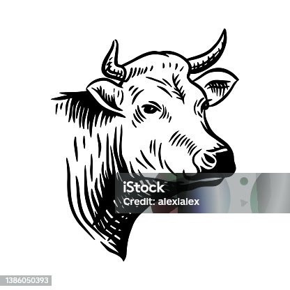 istock Cow head. Hand drawn sketch vector illustration in a vintage style. 1386050393