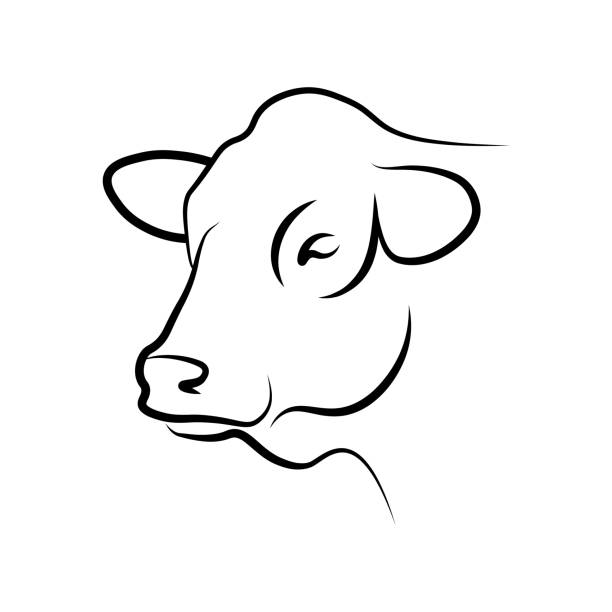 Cow head Cow head black line sketch isolated on white background. Vector illustration beef cattle stock illustrations