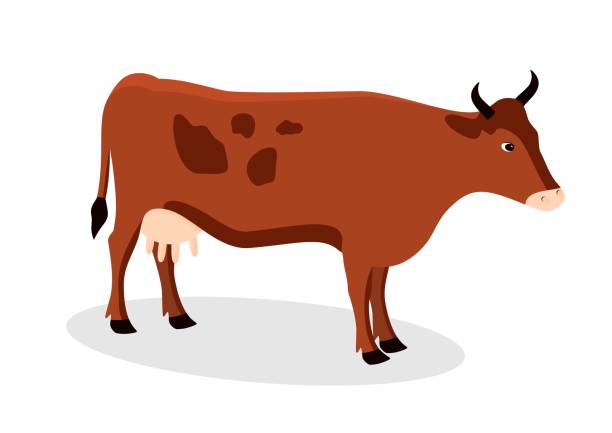 Cow isolated on the white background. Cow in brown color. Vector illustration. brown cow stock illustrations