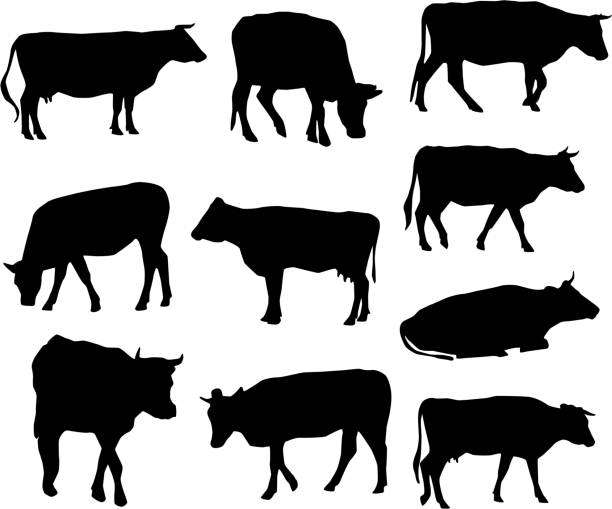 Download Royalty Free Baby Cow Clip Art, Vector Images ...