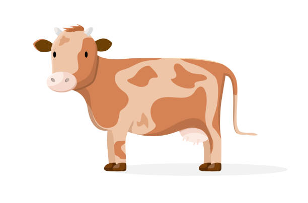 Cow Cute cow in cartoon style on a white background. Farm animal. brown cow stock illustrations