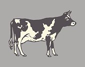istock Cow 473735222