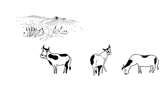 Cows, bulls in the meadow. Vector illustration.