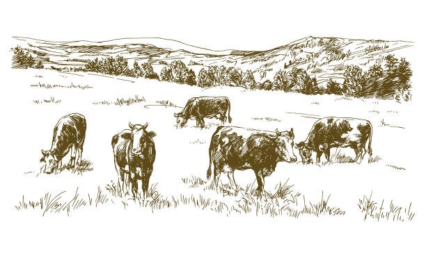 Cows grazing on meadow. Cows grazing on meadow. Hand drawn illustration. meadow stock illustrations