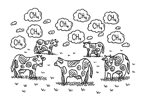Hand-drawn vector drawing of a Cows Methane Problem Infographic. Black-and-White sketch on a transparent background (.eps-file). Included files are EPS (v10) and Hi-Res JPG.