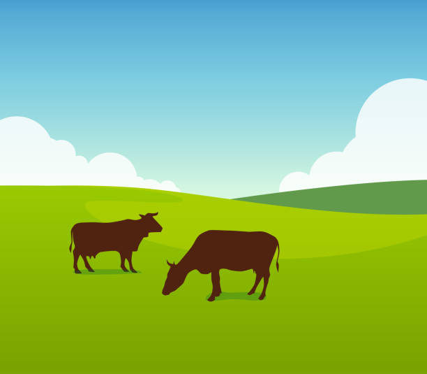illustrazioni stock, clip art, cartoni animati e icone di tendenza di mucche su pascolo verde - alpeggio