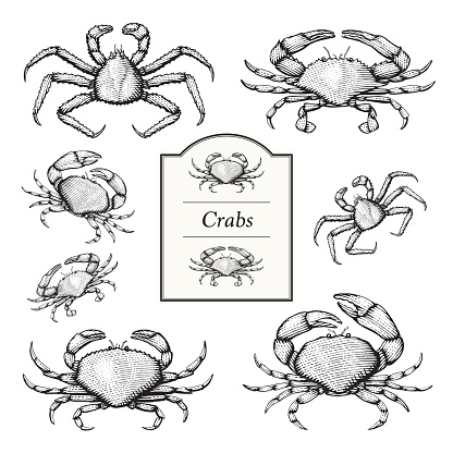 Crab Vector Illustrations