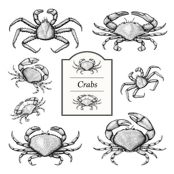 Crab Vector Illustrations Vector Illustrations of Crabs in an etched/woodcut style.  Dungeness, Stone, Blue and King Crab. blue crab stock illustrations