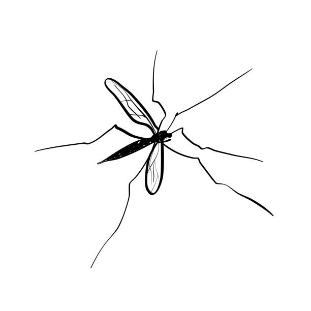 stockillustraties, clipart, cartoons en iconen met kraan fly reus mosquito - malaria