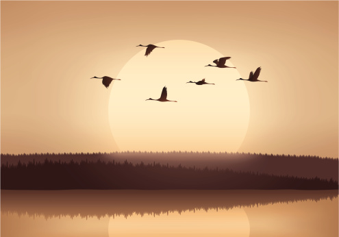 Crane flying at sunset