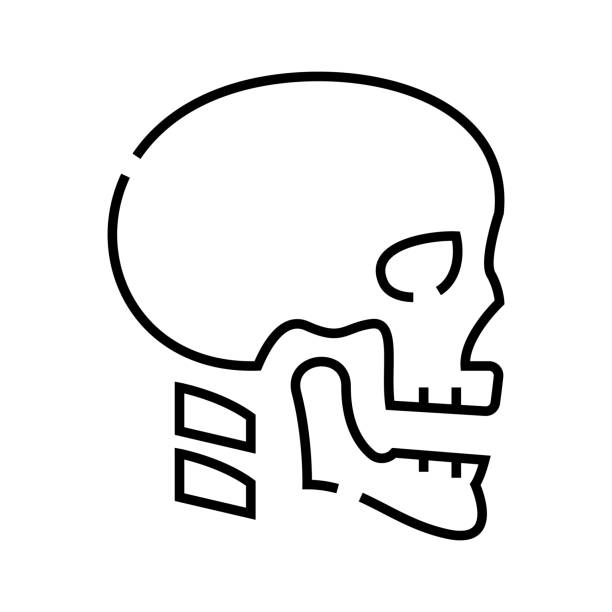 Cranial bone structure line icon, concept sign, outline vector illustration, linear symbol Cranial bone structure line icon, concept illustration, outline symbol, vector sign, linear symbol. human jaw bone stock illustrations