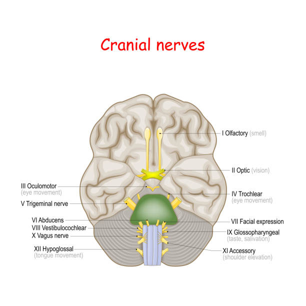 Cranial nerves. human brain and brainstem from below Cranial nerves. human brain and brainstem from below. many nerves exit the skull. numbered from olfactory to hypoglossal after the order in which they emerge. Vector illustration vagus nerve stock illustrations