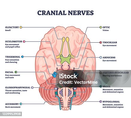 istock Cranial nerves pairs with anatomical sensory functions in outline diagram 1339953908