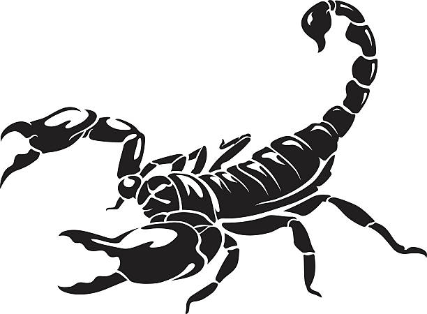 krabbeln scropion - skorpion stock-grafiken, -clipart, -cartoons und -symbole