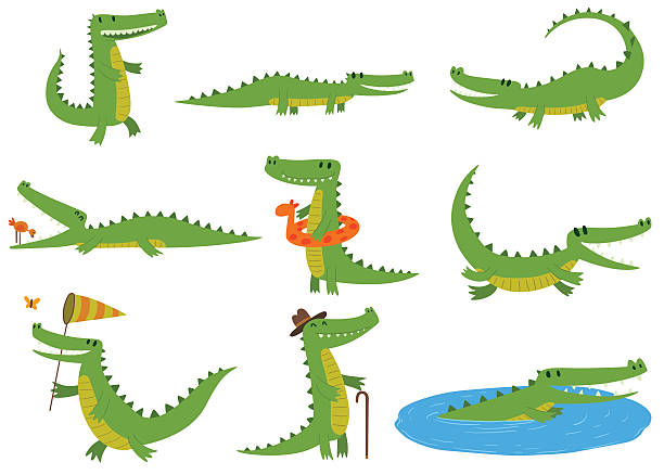 Crocodile character vector set. Cartoon crocodiles characters different green zoo animals. Cute crocodile character doodle animal with bath toy and white teeth. Happy predator crocodile character mascot comic color vector icon. crocodile stock illustrations