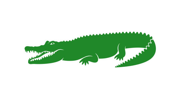 Crocodile logo. Abstract crocodile on white background EPS 10. Vector illustration alligator stock illustrations