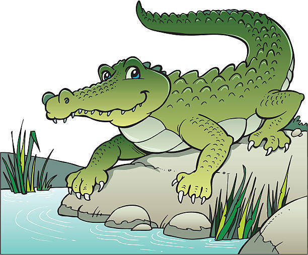 Crocodile Illustration of wild crocodile stepping into the water, also can be a crocodile or alligator in a zoo... crocodile stock illustrations