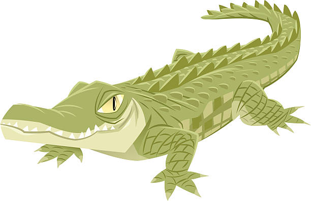 Crocodile Vector illustration of a crocodile on white background crocodile stock illustrations