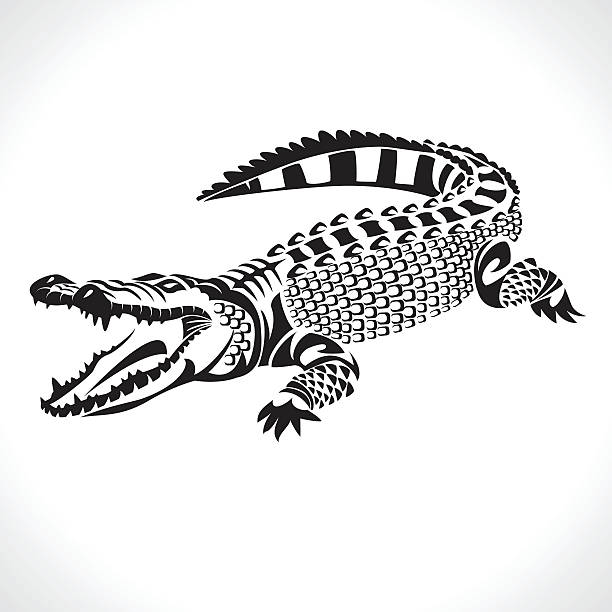 crocodile image graphic style of crocodile  isolated on white background crocodile stock illustrations