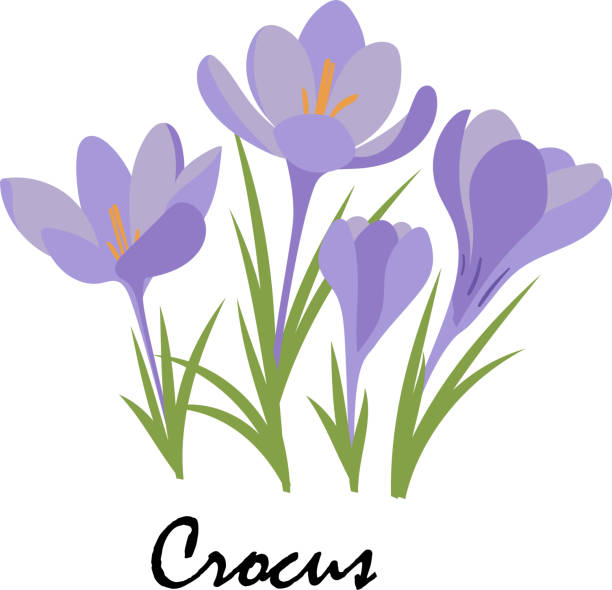 Crocus. Violet flowers on white background. Vector Colorful Crocus spring flowers. Violet flowers on white background. Vector crocus stock illustrations