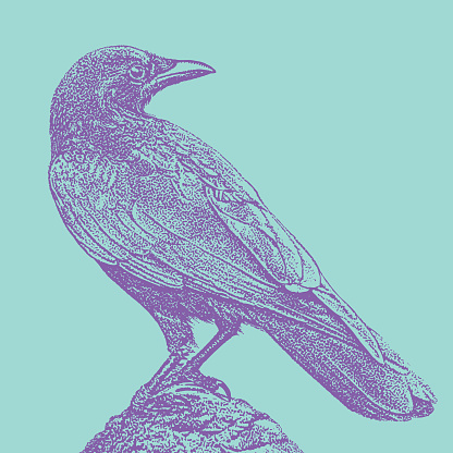 Stipple illustration of one Crow perching