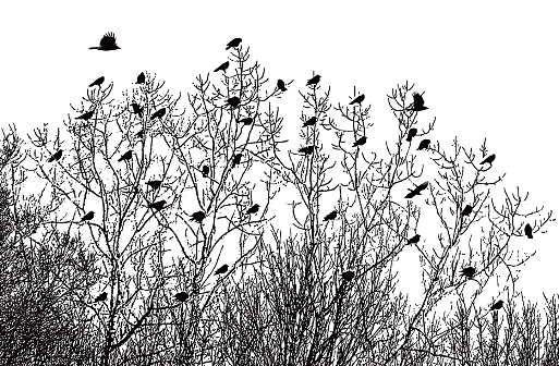 Crows flying and landing in bare trees