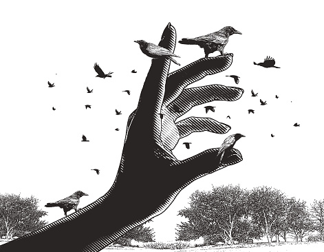 Crows perching on a hand