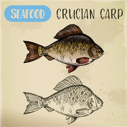 Crucian or common carp, river fish sketch