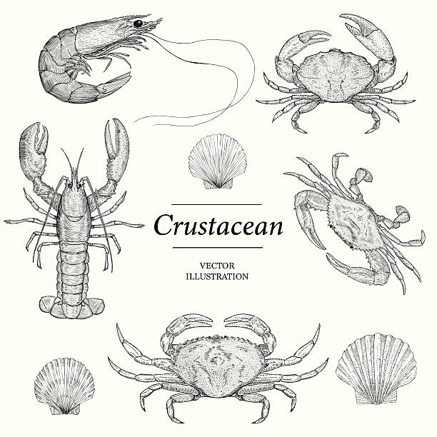 Crustacean Crustacean Vector illustrations prawn seafood stock illustrations