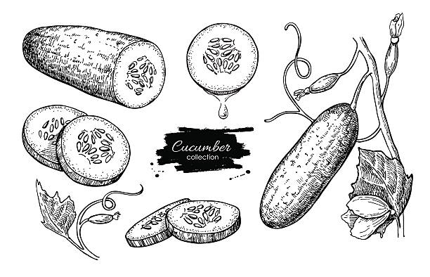 Cucumber hand drawn vector set. Isolated cucumber, sliced pieces Cucumber hand drawn vector set. Isolated cucumber, sliced pieces and plant. Vegetable engraved style illustration. Detailed vegetarian food drawing. Farm market product. cucumber stock illustrations
