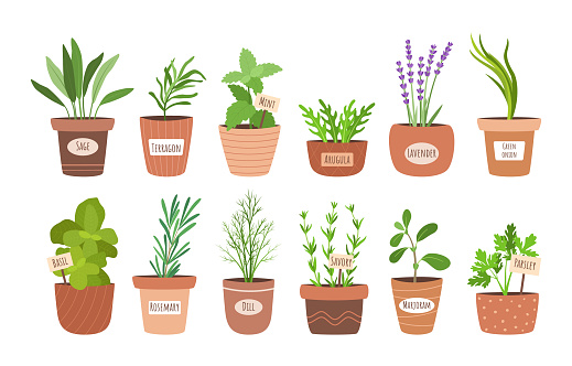 Culinary herbs in pots. Cartoon cooking condiment plants. Kitchen botanical collection. Aromatic dill and onion growing in flowerpots. Salad herbal greenery. Vector food seasoning set