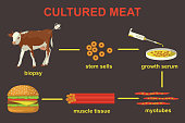 Cultured lab-grown meat infographics. Synthetic in vitro food concept. Biotechnological process with muscle stem cells, beef and tissue in laboratory. Color vector illustration