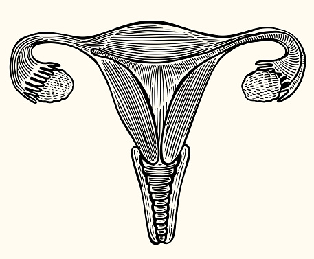 Cup internal genitals of women