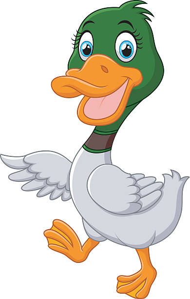 Top 60 Mallard Duck Clip Art, Vector Graphics and Illustrations - iStock