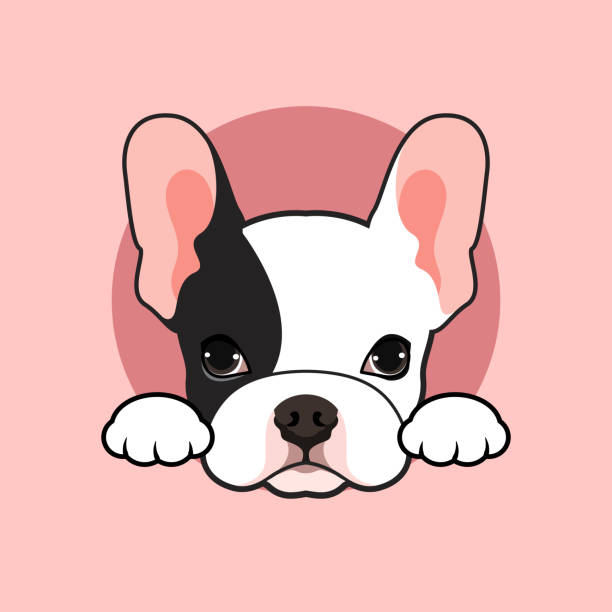 Cute black & white french bulldog puppy pose at the small open tunnel in pink background. vector art illustration