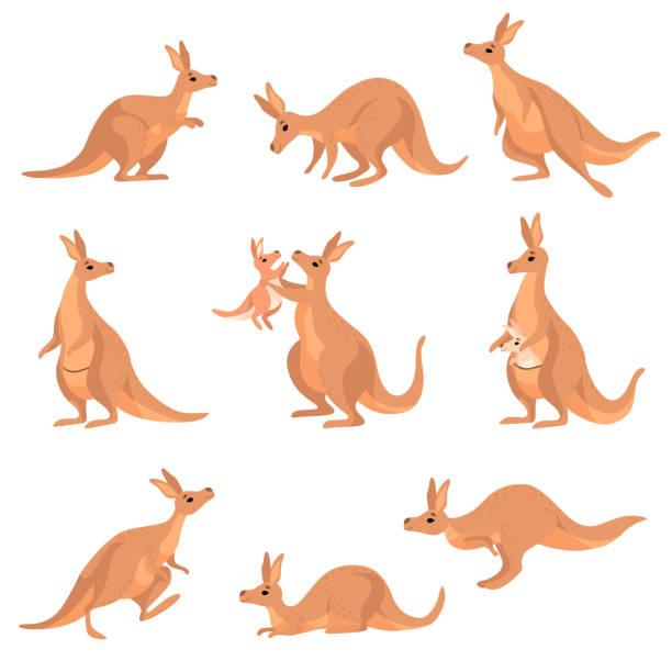Cute Brown Kangaroo Set, Wallaby Australian Animal Character in Different Poses Vector Illustration Cute Brown Kangaroo Set, Wallaby Australian Animal Character in Different Poses Vector Illustration on White Background. kangaroo stock illustrations