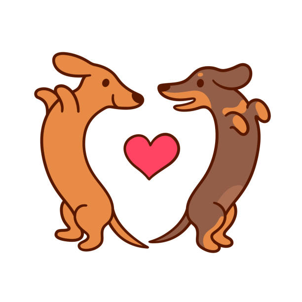 Cute cartoon dachshunds in love Cute cartoon dachshunds in love, adorable wiener dogs looking at each other in heart shape. St. Valentines day greeting card vector illustration. dachshund stock illustrations