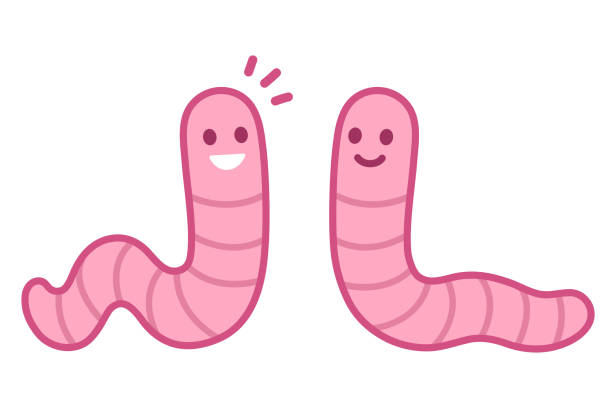 Cute cartoon earthworms Cute cartoon worms drawing. Two little earthworm talking and smiling. Isolated vector clip art illustration. worm stock illustrations