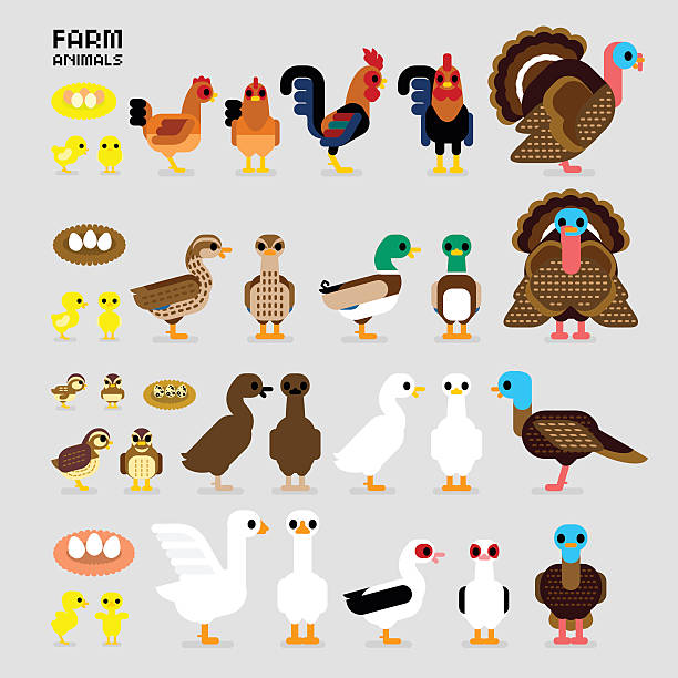 Cute Cartoon Farm Poultry Animals Cute Cartoon Farm Poultry Animals (Hen, Rooster, Brown Common Quails, Female & Male Mallard Ducks, Domestic Ducks, Goose, Muscovy Duck, Male & Female Turkey, also Baby and the eggs of Quail, Chicks, Ducklings, and Gosling in front & side views) drake stock illustrations