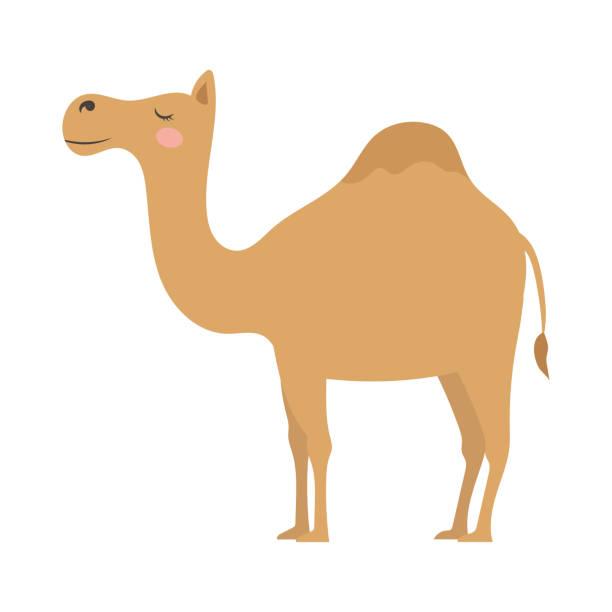 Cute cartoon one humped camel, flat style illustration. Cute cartoon one humped camel, flat style illustration. desert area clipart stock illustrations