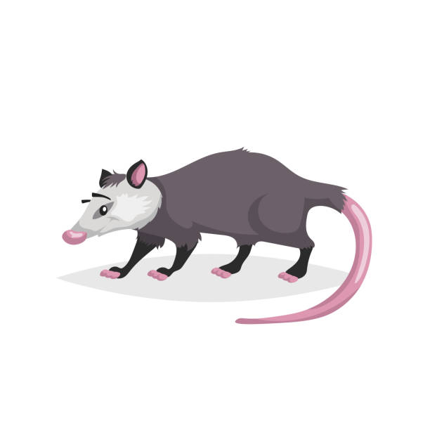 Cute cartoon opossum. North America wild animal. Vector drawing for kid and child books. Isolated on white background. Cute cartoon opossum. North America wild animal. Vector drawing for kid and child books. Isolated on white background. EPS10 + JPEG preview. opossum stock illustrations