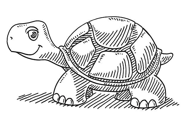 Cute Cartoon Turtle Drawing Hand-drawn vector drawing of a Cute Cartoon Turtle. Black-and-White sketch on a transparent background (.eps-file). Included files are EPS (v10) and Hi-Res JPG. turtle stock illustrations